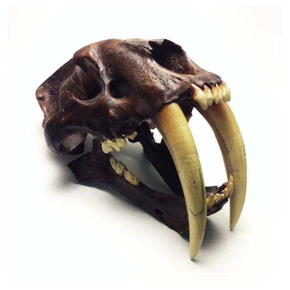 Gifts from the Earth Museum Quality Casts