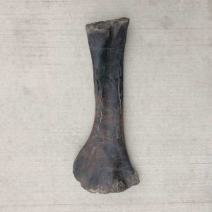 Diplodocus Fibula, Dinosaur Bone - Gifts From The Earth 