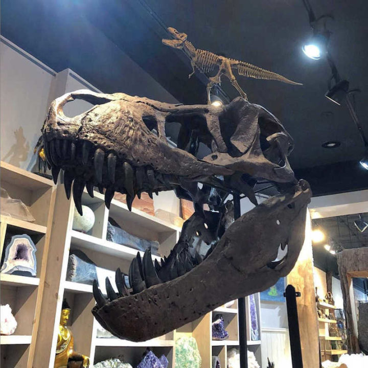 Geologic Gallery T-Rex
