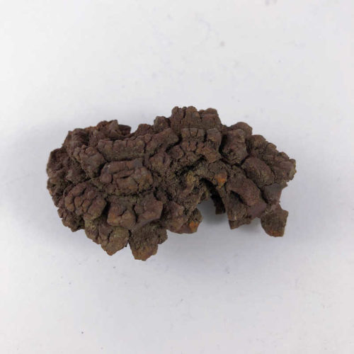 Coprolite (fossilized dung) - Image 3