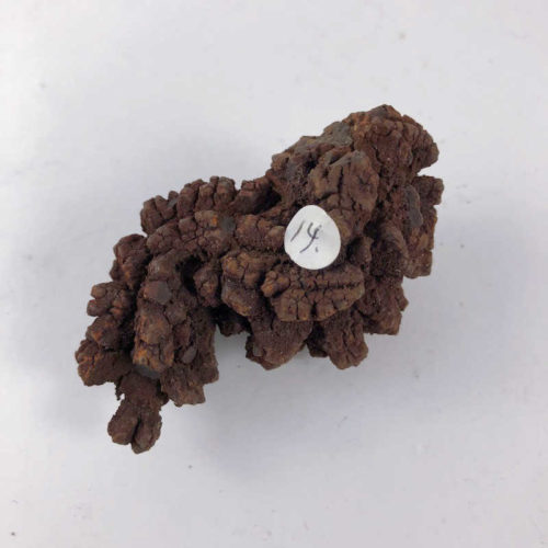 Coprolite (fossilized dung) - Image 2