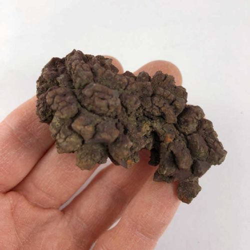 Coprolite (fossilized dung)