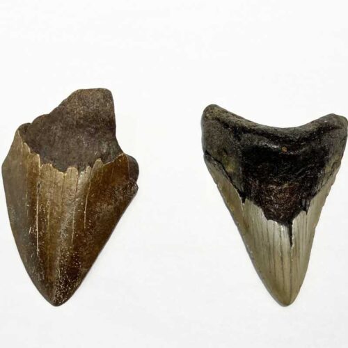 Megalodon Shark Teeth